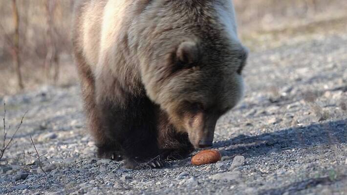 동물 아시아 도로 야생동물 여행 곰 포유류 자연 털 사람없음 야외 관광지 봄 관찰 숲 위험 먹기 기아 배고픔 러시아 육식동물 사냥꾼 핫도그 서식지 내추럴 동물상 러시아인 생태학 시베리아 힘찬 4K MOV 해외동영상 클립영상 서양인 직업 계절 교육 유럽 나라 길 음식 컨셉 교통시설 모션 패스트푸드 조형물 사회이슈 생태계 동영상 파일형식