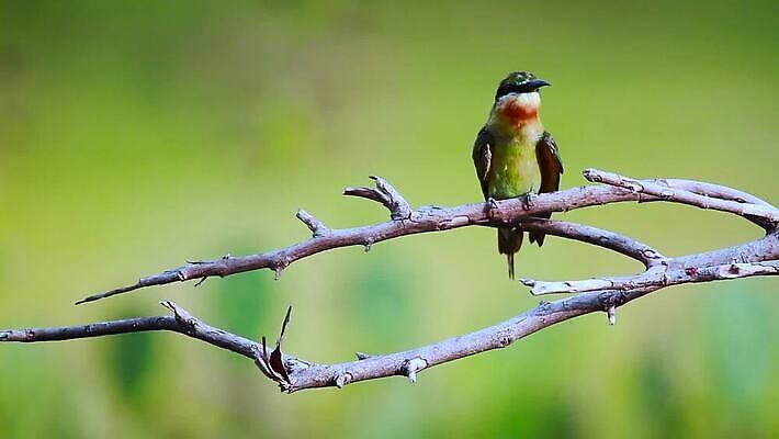 동물 아시아 야생동물 태국 자연 조류 사람없음 네팔 몸단장 보호구역 스리랑카 MOV 해외동영상 클립영상 나라 생태계 동영상 구역 파일형식