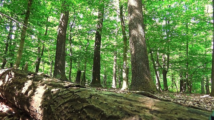 나무 계절 잎 자연 풍경 사람없음 야외 목재 초록색 빛 햇빛 평화 환경 침묵 고요 봄 활발 재활용 전원 숲 명상 자연백그라운드 장면 마법 자원 헝가리 내추럴 삼림지대 4K MP4 해외동영상 클립영상 식물 컬러 백그라운드 컨셉 재료 태양 소리 전기에너지 친환경 생태계 동영상 동유럽 파일형식