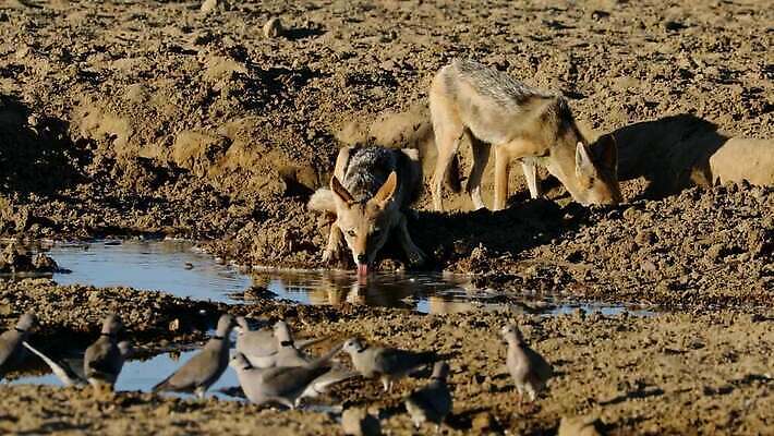 동물 야생동물 날개 포유류 모션 아프리카 자연 사람없음 야외 물 환경 사막 마시기 관찰 황무지 먹이 사파리 깃털 비둘기 클립 육식동물 서식지 동영상 남쪽 내추럴 남아프리카 생태학 칼라하리 생존 HD MOV 해외동영상 클립영상 자연요소 교육 나라 조류 방향 생태계 파일형식