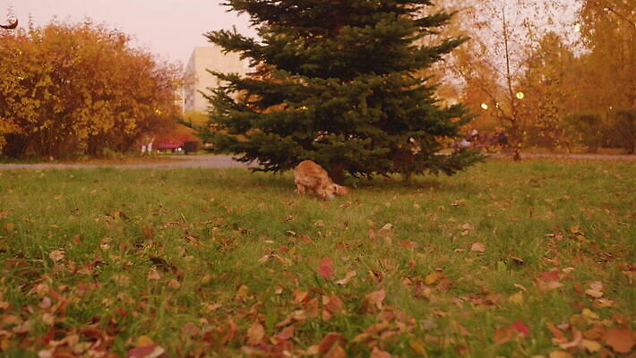 동물 1 공원 행복 포즈 백그라운드 장난 공 포유류 모션 놀이 잔디 사람없음 야외 파란색 반려동물 장난감 달리기 갈색 우정 기쁨 스패니얼 잡기 개 강아지 작음 솜털 송곳니 기르기 유래 순혈 MOV 해외동영상 클립영상 식물 공공시설 감정 컬러 친구 치아 크기 동영상 돌봄 파일형식