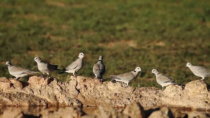 동물 응시 날개 모션 아프리카 자연 조류 사람없음 야외 물 환경 황무지 보호 갈증 깃털 비둘기 클립 동영상 내추럴 경보 남아프리카 생태학 칼라하리 HD MOV 해외동영상 클립영상 자연요소 시선 교육 나라 컨셉 사막 생태계 파일형식