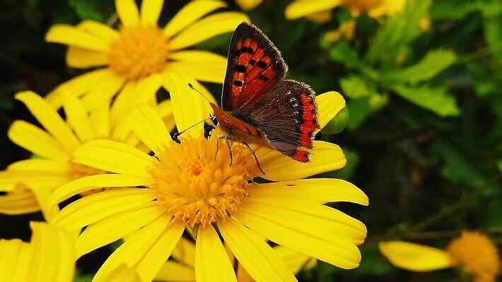 식물 동물 꽃 나비 곤충 잎 모션 자연 사람없음 초록색 노란색 새싹 환경 마시기 황금 닫기 작음 먹기 관목 묘사 속도 데이지 보케 꽃가루 상록수 꿀 느림 구리 블러효과 수유 MP4 해외동영상 클립영상 나무 컬러 원소 크기 가루 생태계 동영상 블러 파일형식 효과