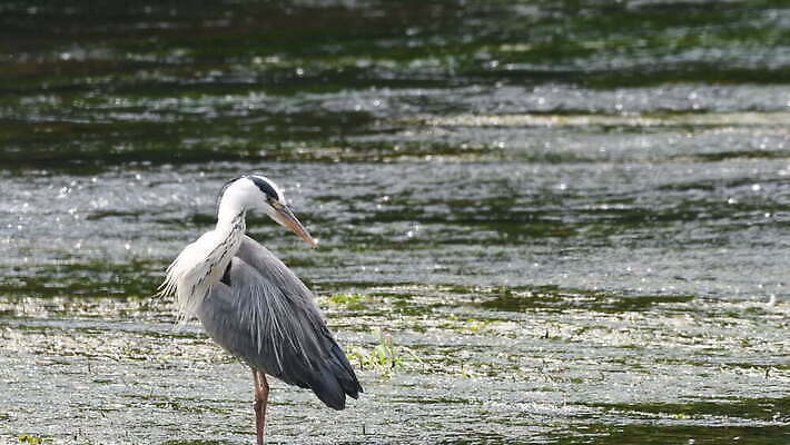 동물 응시 야생동물 자연 조류 낚시 한국 어류 서기 사람없음 야외 초록색 물 파란색 강 환경 식사 회색 흐름 흰색 관찰 잡기 닫기 큼 먹이 먹기 왜가리 깃털 사냥 부리 육식동물 암초 목 동물상 4K MOV 해외동영상 클립영상 자연요소 시선 아시아 컬러 컨셉 모션 레저 신체부위 조형물 수중동물 크기 생태계 동영상 파일형식