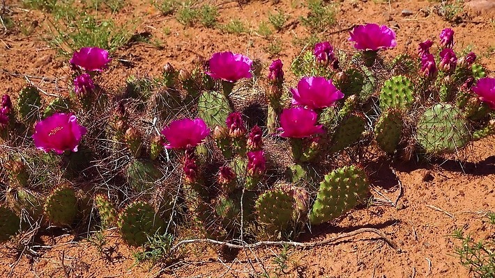식물 꽃 컬러 과일 자연 선인장 풍경 사람없음 초록색 노란색 봄 사막 벚꽃 개화 가시 달콤 다육식물 숙성 4K MP4 해외동영상 클립영상 계절 맛 생태계 동영상 파일형식