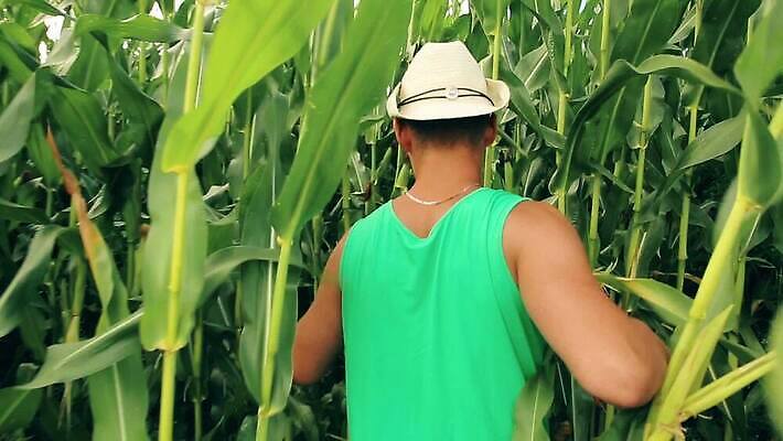 식물 계절 남자 산업 음식 잎 밭 농업 채소 자연 옥수수 사람 사람없음 야외 초록색 컬러풀 농장 새싹 마을 환경 산책 하이킹 시골 농부 저녁 먹이 낟알 팝콘 장면 바둑 내추럴 캡모자 파종 MOV 해외동영상 클립영상 직업 모자_잡화 컬러 놀이 레저 휴식 곡류 농사 야간 생태계 동영상 파일형식