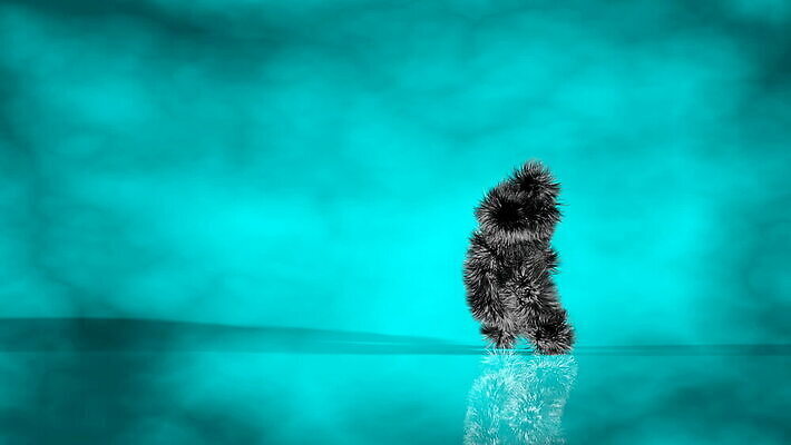 동물 디자인 행복 실루엣 음악 백그라운드 크리스마스 모션 추상 털 표정 힙합 미술 사람 사람없음 컬러풀 유행 점프 활발 공연 기쁨 댄서 축하 유머 만화 스포트라이트 랩 리듬 MOV 해외동영상 클립영상 직업 기념일 감정 컬러 컨셉 무늬 문화예술 촬영기법 이벤트 동영상 파일형식