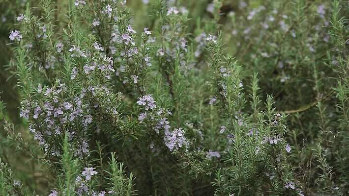 식물 꽃 얼굴 컬러 자연 사람없음 치료 장식 초록색 물 장미 봄 약재 나뭇가지 액체 제조 민트 허브 흰배경 생물학 포도나무 카레 성분 바질 라벤더 로즈메리 엉겅퀴 쪽파 백리향 양치류 정물화 화학약품 4K MOV 해외동영상 클립영상 자연요소 나무 계절 교육 음식 백그라운드 의학 신체부위 약 흰색 화학 과일나무 그림 생태계 파 동영상 물질 파일형식