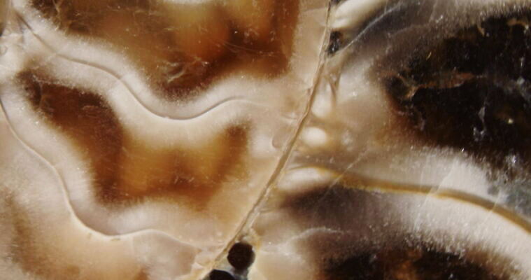 동물 야생동물 바다 자연 유물 생물 연체동물 독일 나선형 사람없음 반짝임 수영 골동품 껍질 역사 오브젝트 박물관 생물학 화석 고생물 판화 선사시대 내추럴 기간 동물상 지질학 쥬라기 4K MOV 해외동영상 클립영상 전통 교육 유럽 무늬 모션 무척추동물 미술 조형물 수상스포츠 생태계 동영상 파일형식