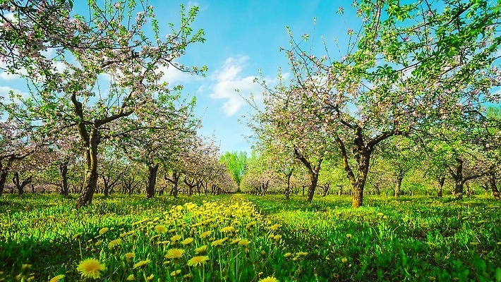 나무 식물 계절 공원 꽃 잎 과일 자연 파노라마 잔디 사람없음 초록색 파란색 햇빛 태양 노란색 환경 정원 맑음 봄 벚꽃 흰색 나뭇가지 시골 개화 체리 사과 숲 민들레 땅 장면 내추럴 4K 타임랩스 MP4 해외동영상 클립영상 자연요소 공공시설 컬러 날씨 촬영기법 생태계 동영상 파일형식