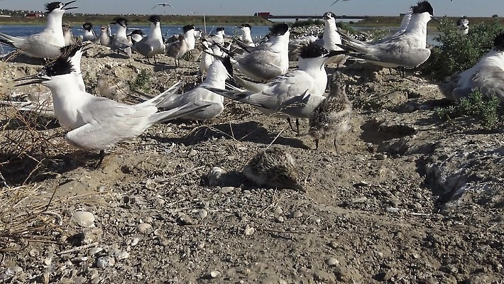 동물 야생동물 바다 날개 자연 갈매기 조류 사람없음 물 세계 흰색 깃털 부리 물새 4K MP4 해외동영상 클립영상 자연요소 컬러 생태계 동영상 파일형식