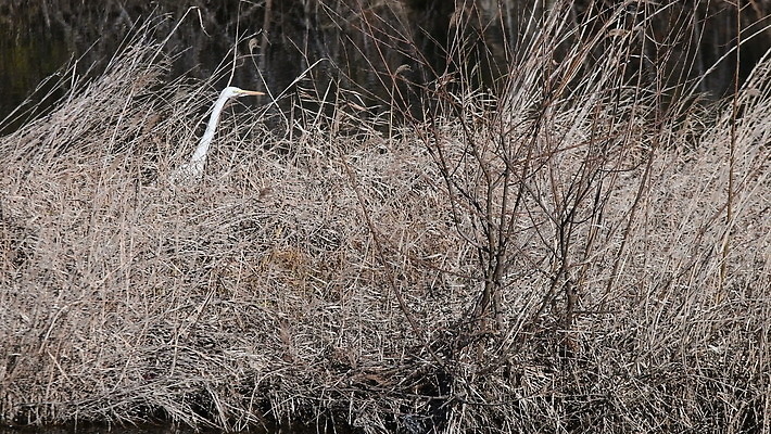 동물 응시 아시아 호수 야생동물 백그라운드 자연 조류 아침 건조 한국 성인 사람없음 야외 물 강 반사 갈색 환경 흰색 관찰 연못 기다림 습지 큼 깃털 사냥 부리 목 서식지 내추럴 4K MOV 해외동영상 클립영상 주간 자연요소 시선 나라 컬러 모션 사람 신체부위 크기 생태계 동영상 파일형식