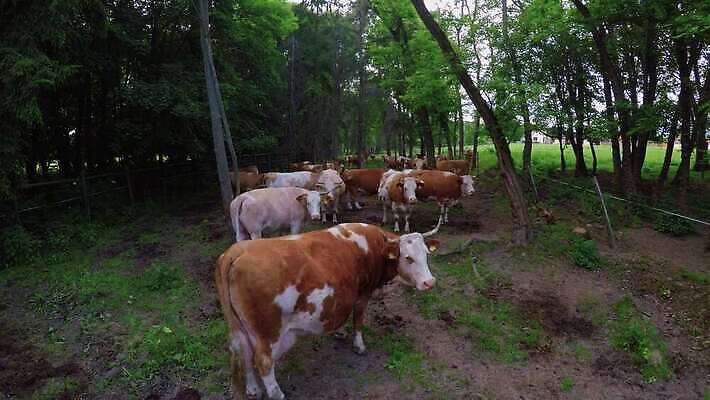 나무 동물 산업 야생동물 밭 농업 포유류 가족 자연 뿔 사람없음 초록색 농장 갈색 가축 목장 우유 시골 소 군중 농부 숲 방목 먹기 젖 내추럴 밭일 수유 찰과상 반추동물 4K MP4 해외동영상 클립영상 식물 직업 컬러 관계 모션 유제품 사람 축산업 상처 생태계 동영상 파일형식