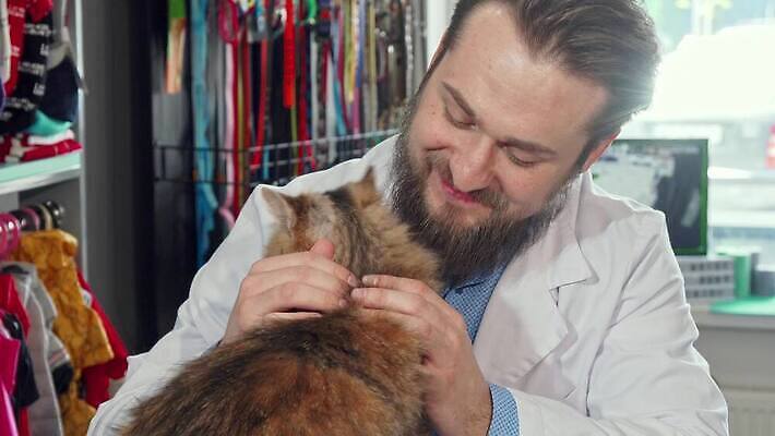 동물 직업 유니폼 노동자 털 건강 병원 한명 치료 반려동물 약 고통 환자 의사 업무 자신감 개 강아지 질병 서비스 수의사 송곳니 기르기 돌봄 타격 헬프 4K 순혈 MOV 해외동영상 클립영상 1 옷 감정 포유류 의학 모션 사람 의료진 작업 도움 치아 동영상 파일형식