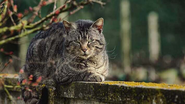 나무 식물 동물 1 응시 얼굴 벽 건축양식 창문 포유류 자연 거리 주택 털 앉기 사람없음 야외 반려동물 고양이 회색 흰색 매끈함 작음 모피 호기심 솜털 노숙자 동물상 옛날 혼자 4K MOV 해외동영상 클립영상 시선 건축 감정 컬러 컨셉 모션 건물 신체부위 조형물 감각 크기 생태계 동영상 파일형식