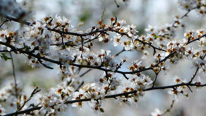 자연 사람없음 야외 봄 성장 나뭇가지 시작 룩셈부르크 4K 락다운 MOV 해외동영상 클립영상 나무 계절 생태계 동영상 서유럽 파일형식