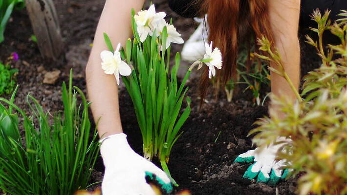 식물 라이프스타일 손 계절 여자 꽃 지구 장갑 농업 자연 관리 취미 야외 장식 초록색 여름 환경 정원 농사 흙 봄 성장 침대 업무 개화 냄비 농부 원예 화단 먼지 돌봄 땅바닥 심기 원예사 4K MOV 해외동영상 클립영상 직업 잡화 산업 컬러 가구 모션 바닥 사람 생활 신체부위 작업 솥 생태계 동영상 파일형식