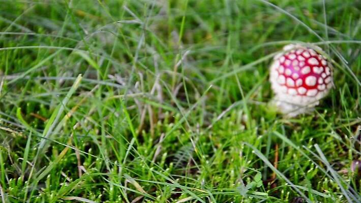 식물 계절 컬러 백그라운드 자연 동화 주택 요정 기술 이야기 사람없음 빨간색 컬러풀 버섯 가을 흰색 점 숲 시골집 공상 내추럴 곰팡이 독버섯 캡모자 MOV 해외동영상 클립영상 모자_잡화 건물 생태계 동영상 파일형식