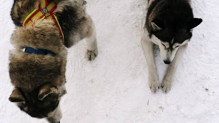 동물 스포츠 포즈 2 겨울 포유류 자연 털 사람없음 야외 반려동물 달리기 경쟁 회색 추위 흰색 쌍 개 정상 혀 북극 썰매 마차 썰매타기 알래스카 송곳니 기르기 시베리아 유래 4K MOV 해외동영상 클립영상 레이스천 계절 교통수단 컬러 컨셉 모션 전통놀이 미국 직물 입 치아 극지방 생태계 동영상 돌봄 파일형식