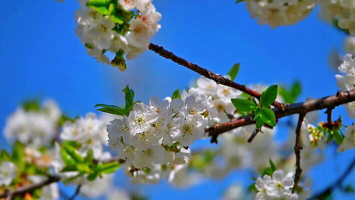 나무 식물 계절 꽃잎 꽃 분홍색 백그라운드 잎 꽃무늬 자연 하늘 사람없음 정원 맑음 봄 벚꽃 흰색 나뭇가지 신선 개화 체리 닫기 사과 5월 벌 원예 보케 부드러움 내추럴 MOV 해외동영상 슬로모션 클립영상 컬러 곤충 무늬 과일 모션 날씨 촬영기법 취미 감각 날짜 생태계 동영상 파일형식