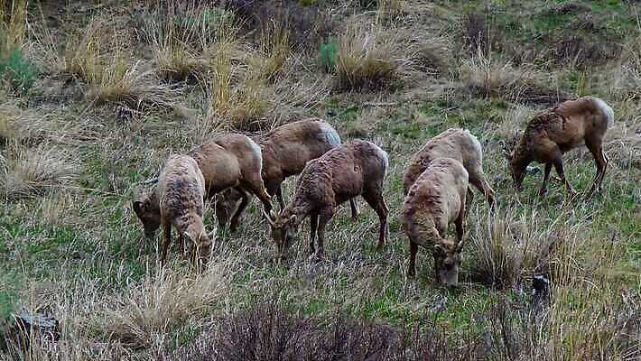 동물 공원 남자 야생동물 백그라운드 겨울 포유류 자연 풍경 사람없음 사막 양 군중 큼 램 전국 4K MP4 해외동영상 클립영상 계절 공공시설 사람 크기 생태계 동영상 파일형식