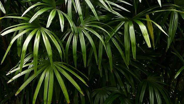 나무 식물 디자인 꽃 컬러 백그라운드 잎 꽃무늬 패턴 자연 표면 추상 손바닥 그림자 사람없음 야외 장식 초록색 여름 빛 햇빛 환경 정원 스파 어둠 봄 줄무늬 성장 나뭇가지 신선 숲 열대우림 묘사 질감 내추럴 생태학 이국적 파라다이스 미니멀 MOV 해외동영상 클립영상 손 계절 교육 무늬 태양 생태계 동영상 파일형식