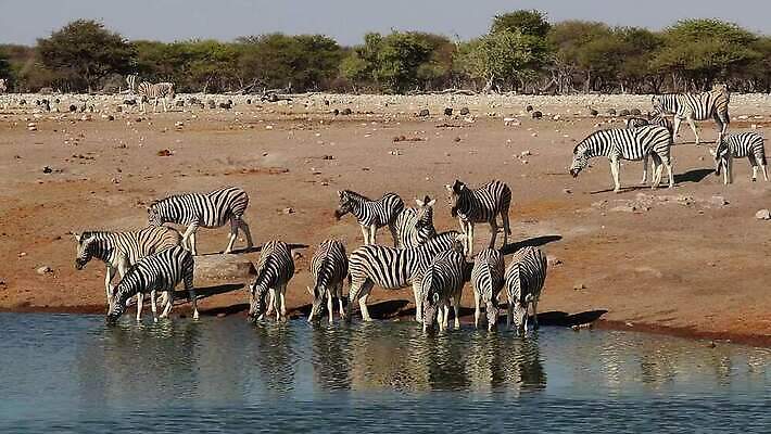 동물 응시 음료 야생동물 포유류 모션 아프리카 자연 초식동물 사람없음 야외 물 반사 환경 마시기 황무지 보호 갈증 사파리 클립 얼룩말 서식지 동영상 내추럴 경보 나미비아 남아프리카 동물상 생태학 HD MOV 해외동영상 클립영상 자연요소 시선 교육 나라 컨셉 조형물 말_동물 생태계 파일형식