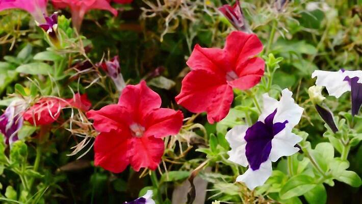 식물 꽃잎 꽃 꽃다발 백그라운드 잎 사람없음 야외 빨간색 컬러풀 햇빛 정원 보라색 봄 들꽃 튤립 성장 벚꽃 농촌 개화 약초 허브 제비꽃 환경보전 유기농 화단 꽃수술 세련 피튜니아 MOV 해외동영상 클립영상 웰빙 계절 컬러 태양 시골 풀_식물 사회이슈 동영상 파일형식