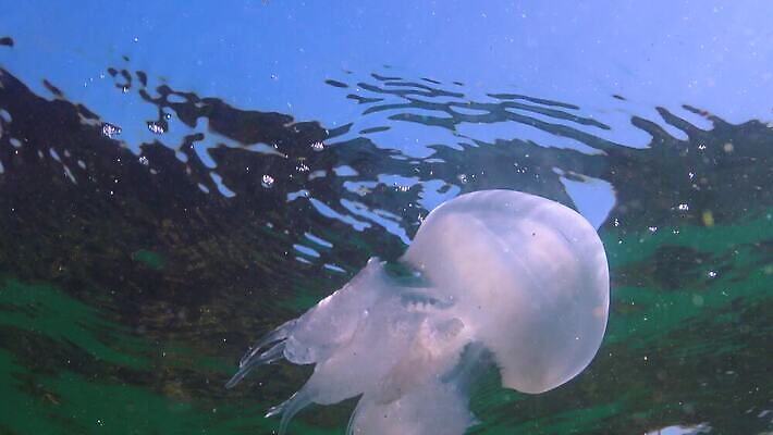 동물 야생동물 바다 무척추동물 통 사람없음 물 환경 바닷속 수중 투명 우아함 위험 생태계 육식동물 젤리 해파리 살인 생태학 소금물 필터 화상 4K 수중영상 MP4 해외동영상 클립영상 자연요소 교육 컨셉 디저트 범죄 자포동물 상처 동영상 파일형식