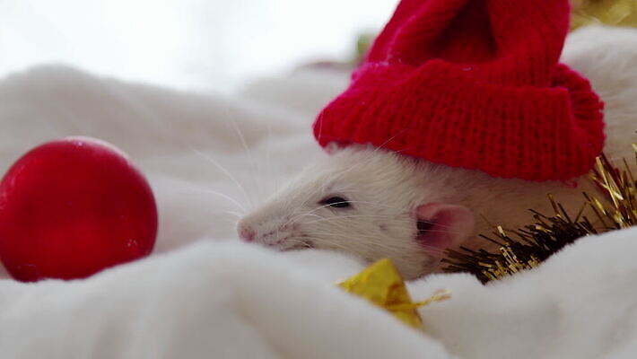 나무 동물 행복 음식 포즈 백그라운드 컨셉 크리스마스 포유류 휴가 새로움 털 실내 선물 사람없음 장식 반려동물 놀람 기쁨 흰색 기다림 닫기 해충 쥐 설치류 작음 연도 사인 코 꼬리 귀 마법 솜털 발톱 총구 4K MOV 해외동영상 클립영상 식물 기념일 감정 컬러 모션 발 표정 내부 신체부위 벌레 크기 동영상 파일형식