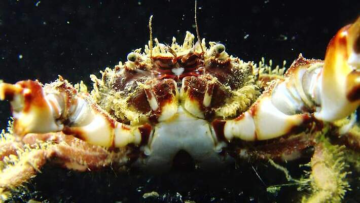 동물 야생동물 바다 절지류 자연 생물 무척추동물 갑각류 사람없음 초록색 물 환경 바닷속 수중 게 가재 해산물 생태계 발톱 생태학 소금물 집게발 4K 수중영상 MP4 해외동영상 클립영상 자연요소 교육 컬러 발 동영상 파일형식