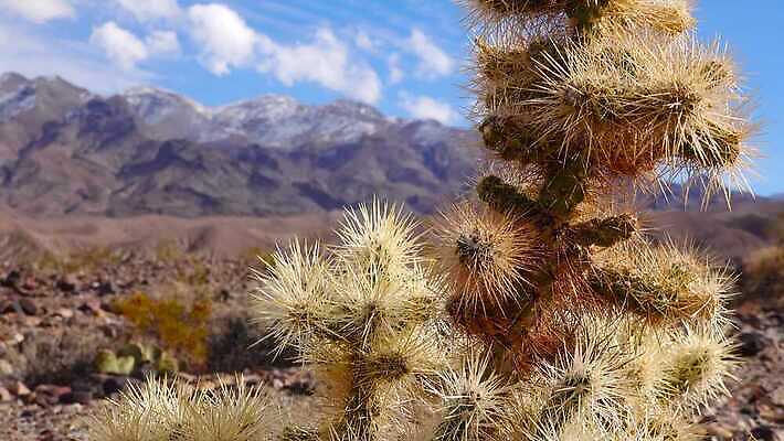 공원 꽃 백그라운드 선인장 건조 국립공원 풍경 사람없음 컬러풀 노란색 정원 미국 뜨거움 개화 가시 생태계 캘리포니아 지역 애리조나 4K MP4 해외동영상 클립영상 식물 공공시설 컬러 북아메리카 동영상 파일형식