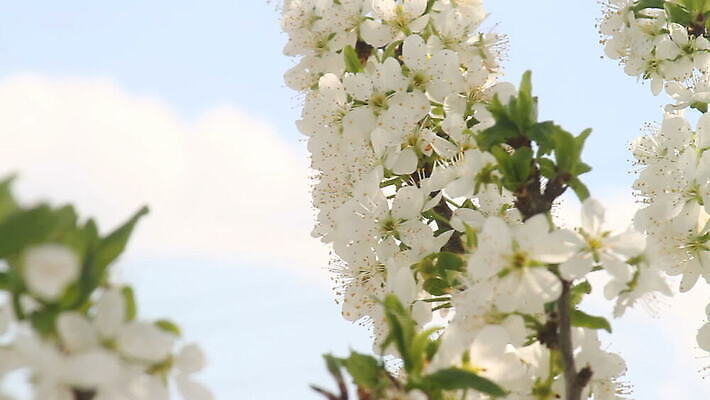 나무 식물 계절 꽃잎 꽃 줄기 잎 자연 바람 풍경 사람없음 야외 햇빛 정원 일본 봄 성장 벚꽃 나뭇가지 전원 신선 개화 체리 수분 4월 벌 화단 부드러움 꿀 MOV 해외동영상 클립영상 자연요소 아시아 곤충 과일 날씨 태양 감각 날짜 전기에너지 생태계 동영상 파일형식