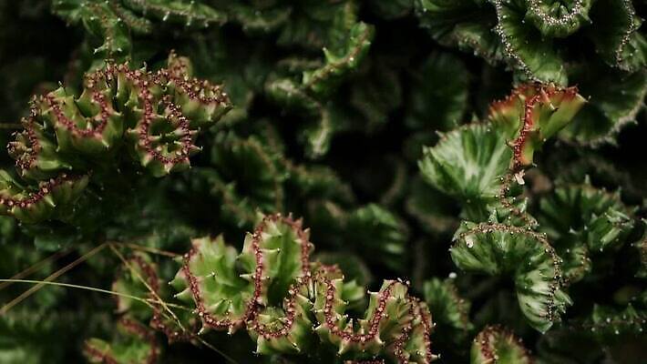 모양 식물 꽃 화초 컬러 백그라운드 잎 꽃무늬 패턴 농업 선인장 건조 사람없음 장식 초록색 물 컬러풀 정원 사막 수확 성장 못 거친 가시 산호 소프트포커스 원예 날카로움 갈기 상록수 다육식물 영원 이국적 MOV 해외동영상 클립영상 자연요소 산업 무늬 촬영기법 취미 공구 자포동물 동영상 파일형식