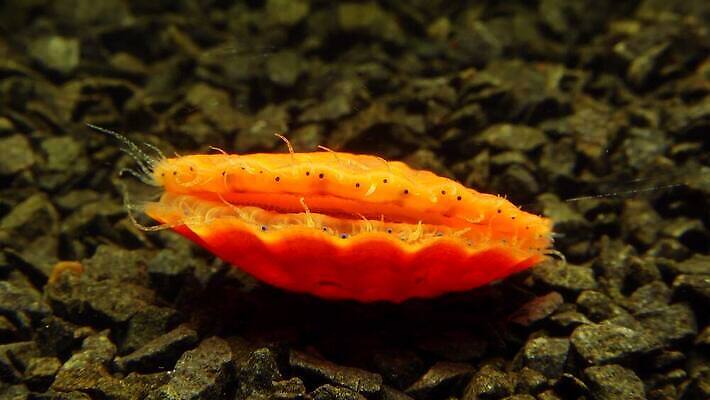 동물 자연 조개 연체동물 사람없음 껍질 가리비 식용 4K 저서생물 MP4 해외동영상 클립영상 어패류 생물 무척추동물 생태계 동영상 파일형식