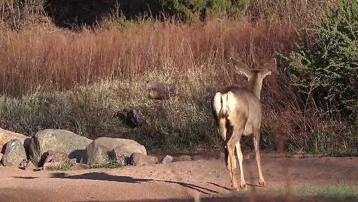 동물 공원 야생동물 여행 백그라운드 오렌지 포유류 자연 하늘 사슴 산 털 뿔 종류 풍경 사람없음 빨간색 갈색 달러 정원 미국 봄 코트 흰색 소나무 숲 사냥 내추럴 랜드마크 엘크 전국 지질 콜로라도 4K MP4 해외동영상 클립영상 나무 계절 공공시설 컬러 돈 북아메리카 과일 외투 생태계 동영상 파일형식
