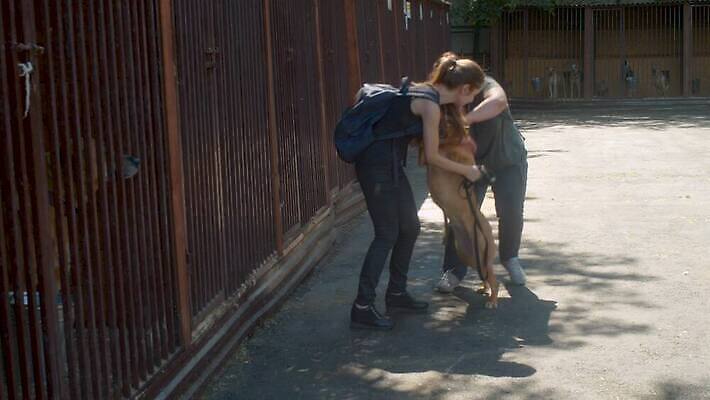 동물 컨셉 자연 친절 사랑 야외 두명 울타리 반려동물 우정 산책 기쁨 봉사 도움 구출 개 새장 노숙자 4K MOV 해외동영상 클립영상 감정 포유류 휴식 사람 친구 담장 생태계 동영상 케이지 파일형식