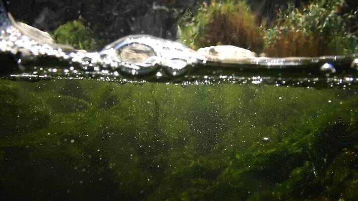 식물 호수 바다 컬러 백그라운드 잎 자연 사람없음 초록색 물 강 환경 수중 젖음 잡초 개울 해조류 아래 질감 내추럴 광합성 산화 4K MP4 해외동영상 클립영상 자연요소 해양식물 방향 생태계 위치 동영상 파일형식
