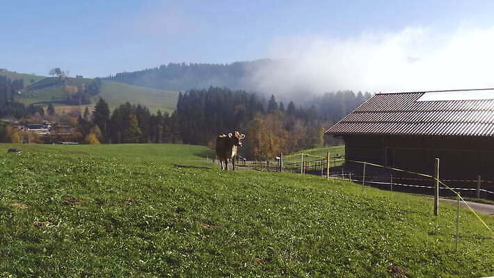나무 식물 동물 밭 포유류 자연 초식동물 서기 잔디 사람없음 울타리 농장 갈색 평화 맑음 가축 소 스위스 헛간 외양간 동물상 반추동물 4K MOV 해외동영상 클립영상 유럽 컬러 컨셉 농업 모션 날씨 담장 조형물 생태계 저장고 동영상 파일형식