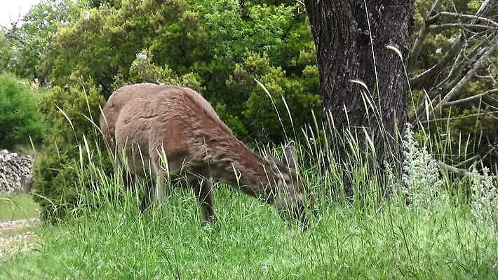 동물 야생동물 포유류 자연 사람없음 숲 동물상 아기사슴 MOV 해외동영상 클립영상 새끼 사슴 조형물 생태계 동영상 파일형식