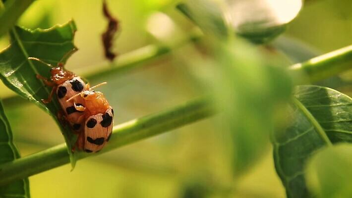 식물 계절 야생동물 곤충 잎 자연 생물 사람없음 야외 초록색 여름 정원 봄 성장 시골 신선 벌레 소프트포커스 딱정벌레 묘사 생물학 내추럴 생태학 카피스페이스 MP4 해외동영상 클립영상 동물 교육 컬러 촬영기법 공백 생태계 동영상 파일형식