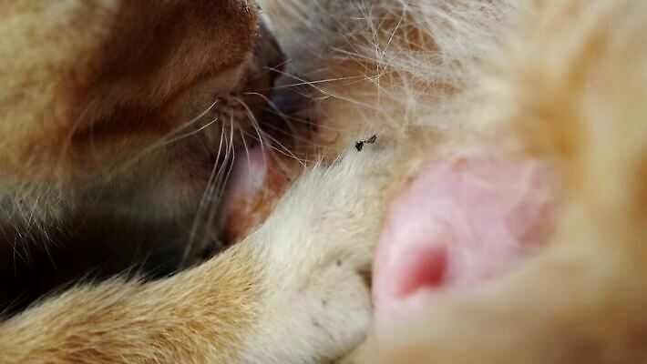 동물 여자 음식 가족 엄마 사랑 앉기 사람없음 반려동물 마을 일본 고양이 회색 흰색 닫기 빨다 작음 먹이 먹기 간호 4K MP4 해외동영상 클립영상 감정 아시아 컬러 포유류 관계 모션 사람 크기 동영상 파일형식