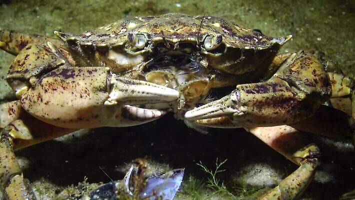동물 야생동물 바다 절지류 자연 새우 무척추동물 갑각류 사람없음 물 환경 바닷속 수중 게 가재 생태계 생물학 암 고립 동물상 발톱 생태학 소금물 4K 수중영상 MP4 해외동영상 클립영상 자연요소 교육 발 조형물 질병 동영상 파일형식