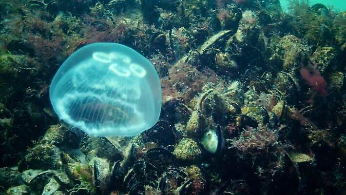 동물 야생동물 바다 포유류 자연 무척추동물 사람없음 물 환경 바닷속 수중 수영 지중해 생태계 생물학 젤리 해파리 해마 동물상 생태학 4K 저서생물 MP4 해외동영상 클립영상 자연요소 교육 디저트 생물 조형물 바다동물 수상스포츠 자포동물 동영상 파일형식