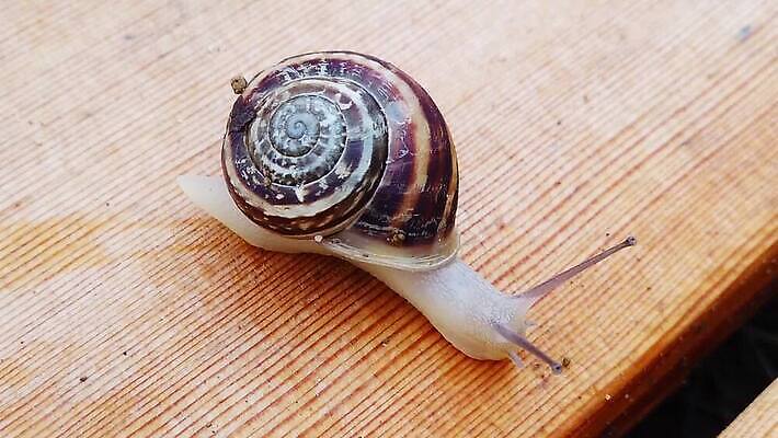 동물 모션 자연 연체동물 안테나 사람없음 목재 걷기 환경 정원 초콜릿 껍질 비행 악단 투명 닫기 해충 널 땅 갑판 달팽이 보케 촉수 느림 기어가기 블러효과 진실 MP4 해외동영상 클립영상 나무 음악 배_교통 재료 통신 디저트 무척추동물 벌레 생태계 동영상 블러 파일형식 효과