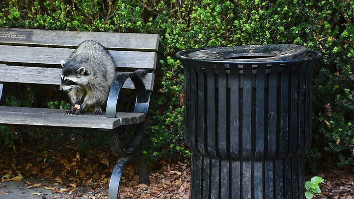 야생동물 음식 캐나다 북아메리카 발 털 가면 사람없음 야외 손상 회색 반지 도시 해충 쓰레기 폐기물 먹기 호기심 꼬리 사냥 육식동물 올가미 낭비 벤쿠버 지능 MOV 해외동영상 클립영상 동물 감정 컬러 컨셉 장신구 모션 아메리카 신체부위 벌레 동영상 파일형식