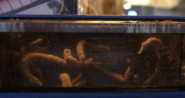 동물 아시아 음식 바다 한국 사람없음 물 상점 시장 해산물 탱크 수족관 생존 4K MOV 해외동영상 클립영상 자연요소 나라 동영상 파일형식