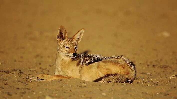 동물 야생동물 포유류 모션 아프리카 자연 휴식 사람없음 야외 환경 사막 황무지 보호 사파리 육식동물 서식지 남쪽 내추럴 경보 남아프리카 생태학 칼라하리 HD MOV 해외동영상 클립영상 교육 나라 컨셉 방향 생태계 동영상 파일형식