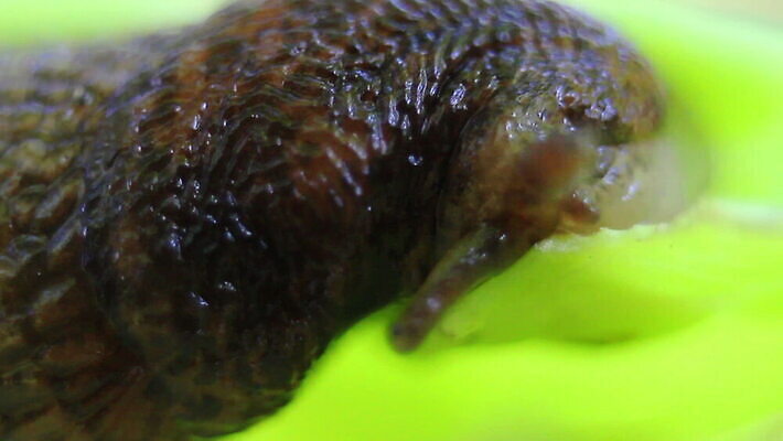 동물 음식 줄기 백그라운드 이동 컨셉 잎 자국 모션 자연 연체동물 주택 뿔 나선형 사람없음 초록색 빛 갈색 머리 정원 프랑스 껍질 잡초 벌레 미끄러짐 작음 먹기 허브 속도 원예 부드러움 덮기 느림 프랑스어 기어가기 고립 민달팽이 양치류 어려움 채식주의자 끈적임 MOV 해외동영상 클립영상 식물 문자 유럽 컬러 곤충 무늬 무척추동물 취미 건물 신체부위 감각 크기 생태계 채식 동영상 파일형식 달팽이_동물