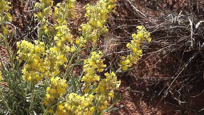 동물 야생동물 나비 곤충 백그라운드 자연 사람없음 초록색 갈색 흰색 나방 동물상 미루나무 4K MP4 해외동영상 클립영상 나무 컬러 조형물 생태계 동영상 파일형식